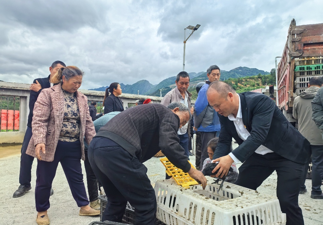 党建引领促振兴 结对帮扶显担当(图5) 5.驻村第一书记陈利为村民发鸡苗.jpg
